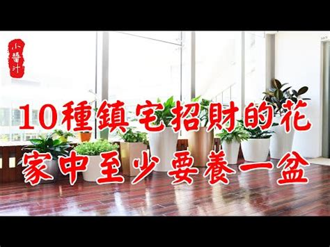 招桃花的植物|【招桃花要買什麼花】室內開運招桃花！必買這5種人氣植物，為。